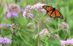 Home gardeners' role in saving the monarch butterfly