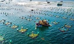 Vietnam going big on sustainable development of marine aquaculture